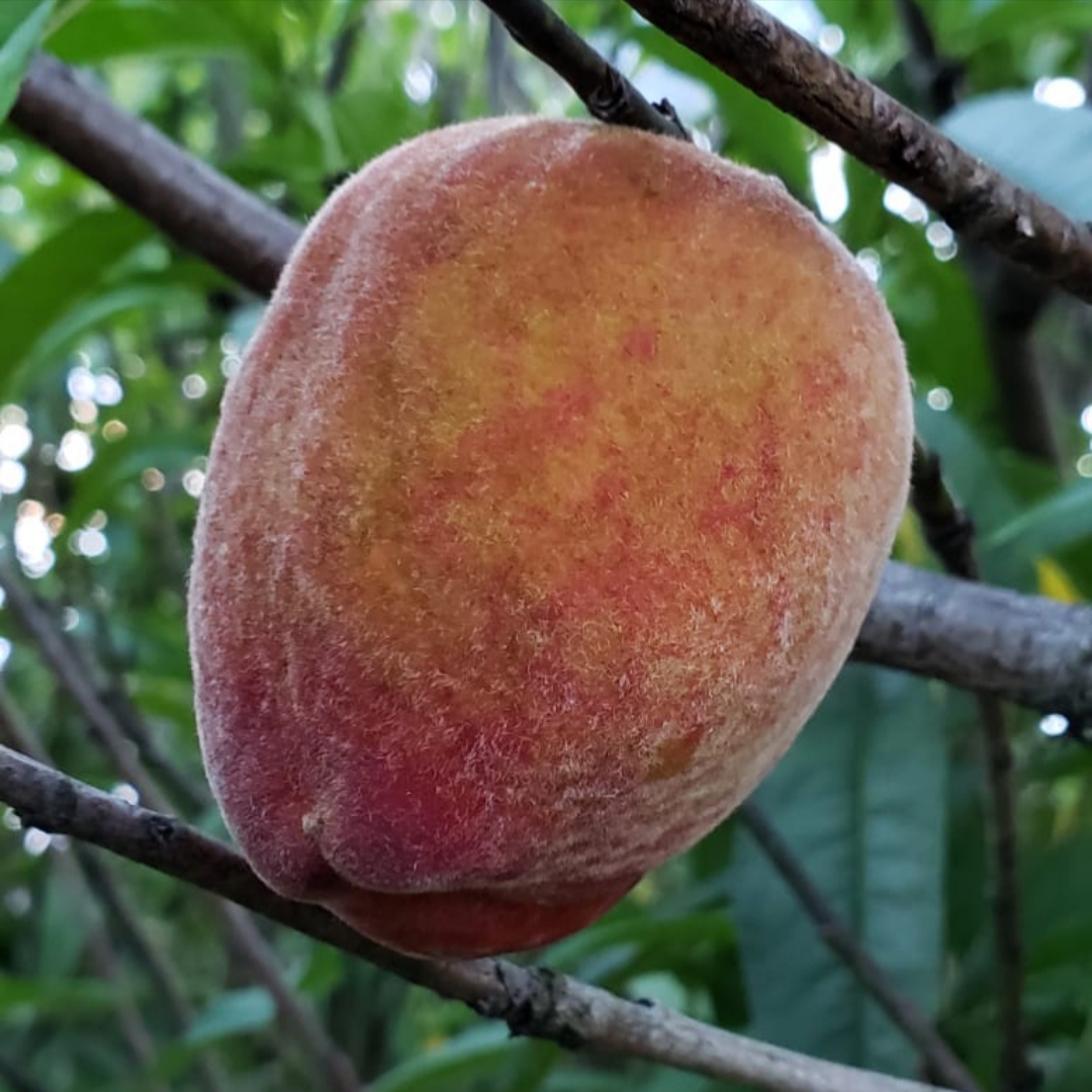 Fruit Variety Picture