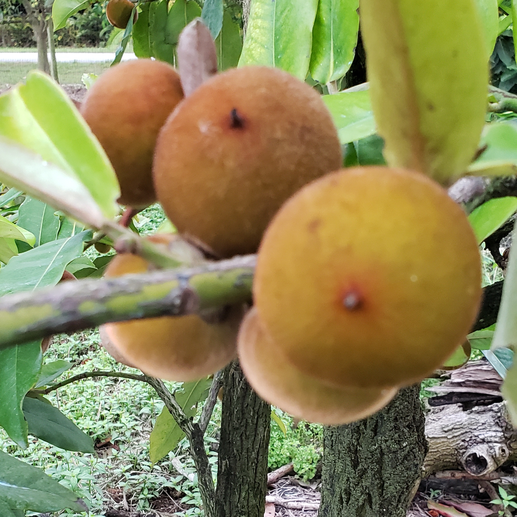 Fruit Variety Picture