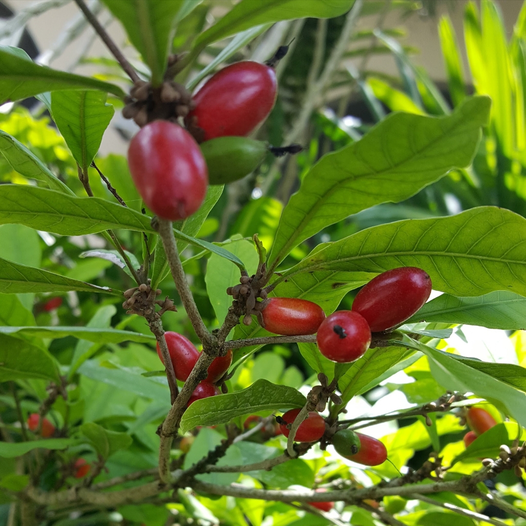 Fruit Variety Picture