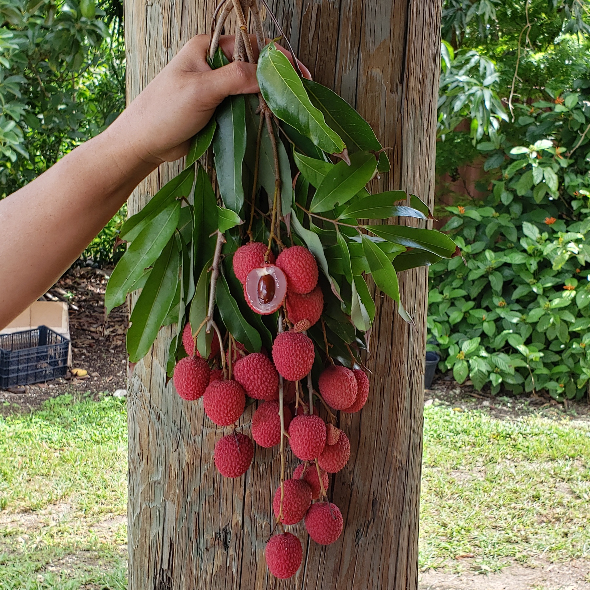 Fruit Variety Picture