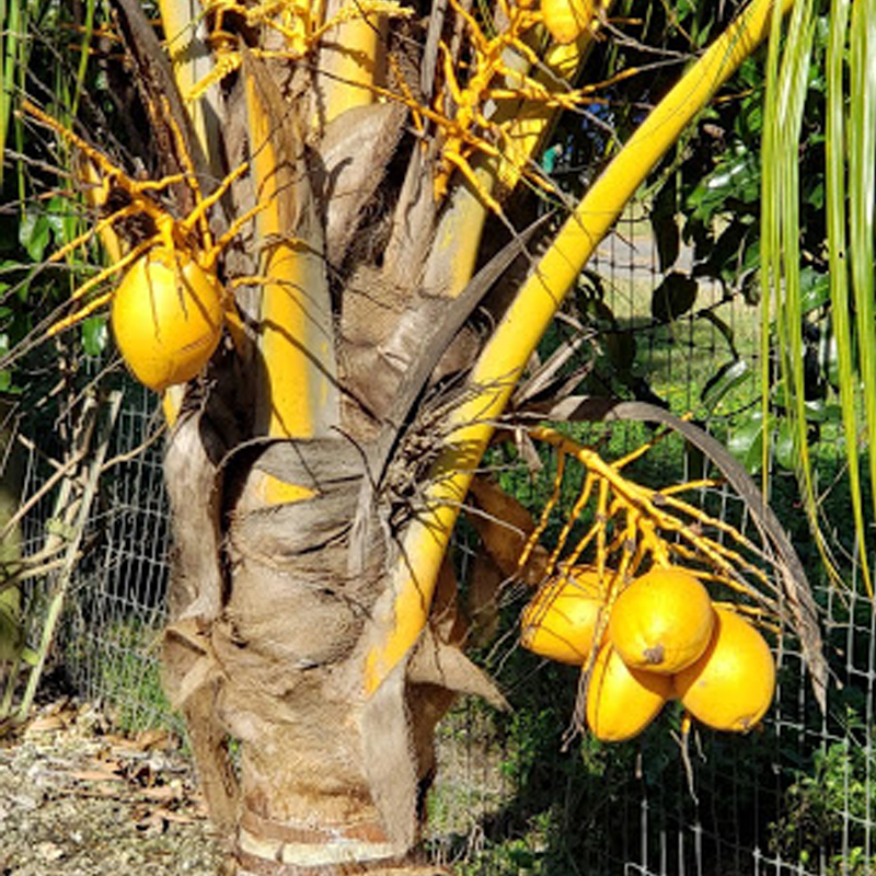 Fruit Variety Picture