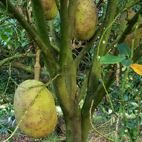 Fruit Variety Picture