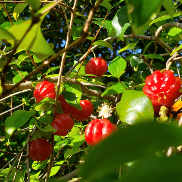 Fruit Variety Picture