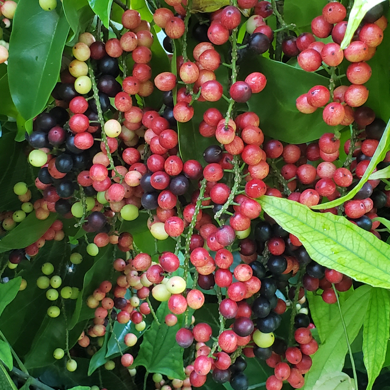 Fruit Variety Picture