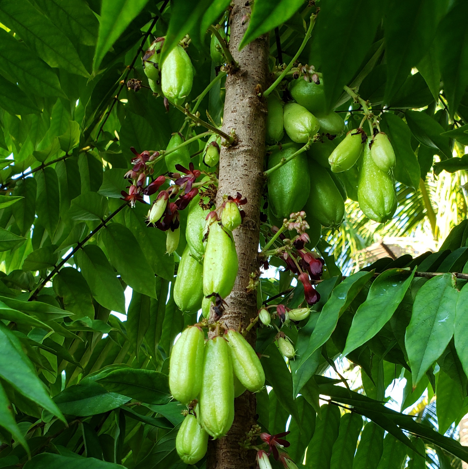 BILIMBI (Averrhoa bilimbi ) - variety: BILIMBI