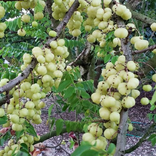 Fruit Variety Picture