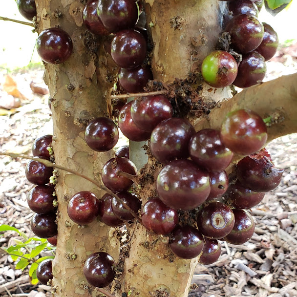 Fruit Variety Picture