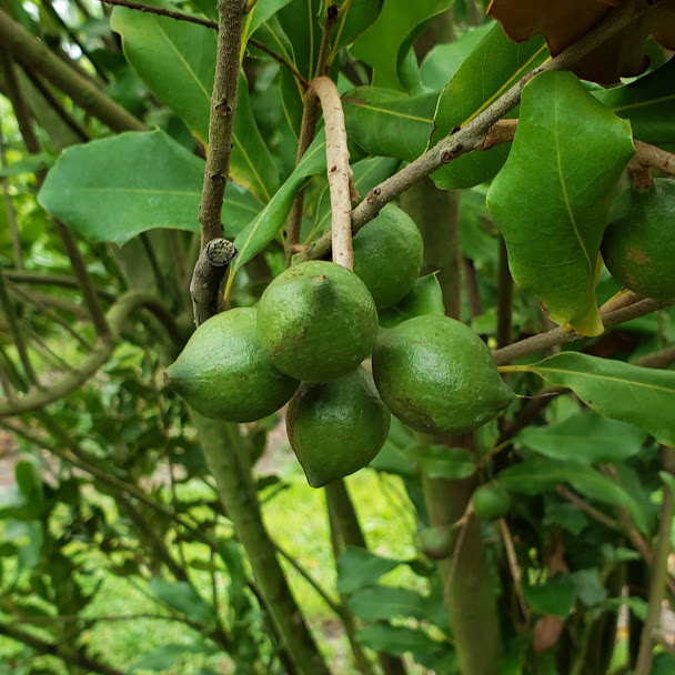 Fruit Variety Picture