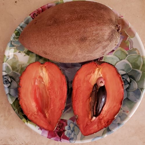 MAMEY (Pouteria sapota ) - variety: Magana