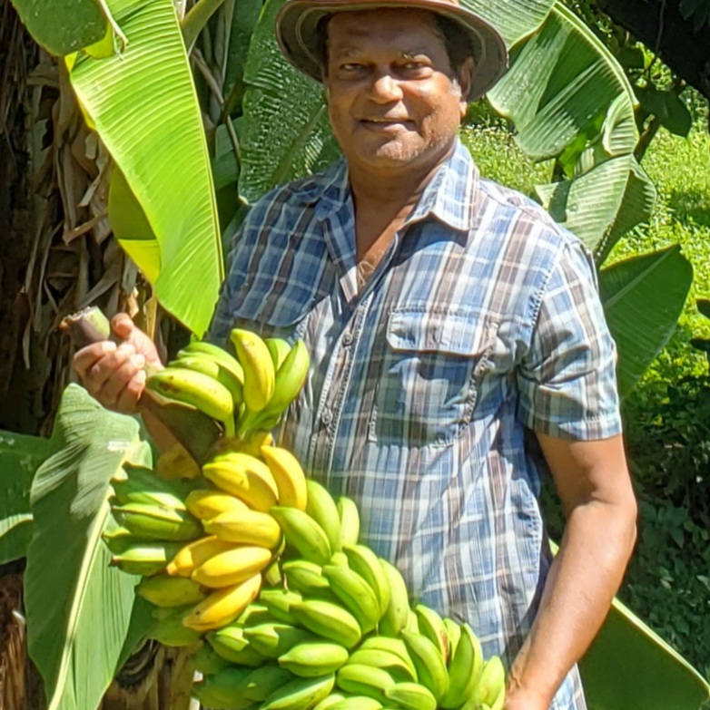 BANANA, PLANTAIN (Musa) - variety: Manzano