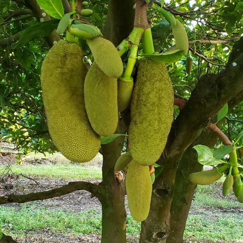 baby jackfruit (polos)