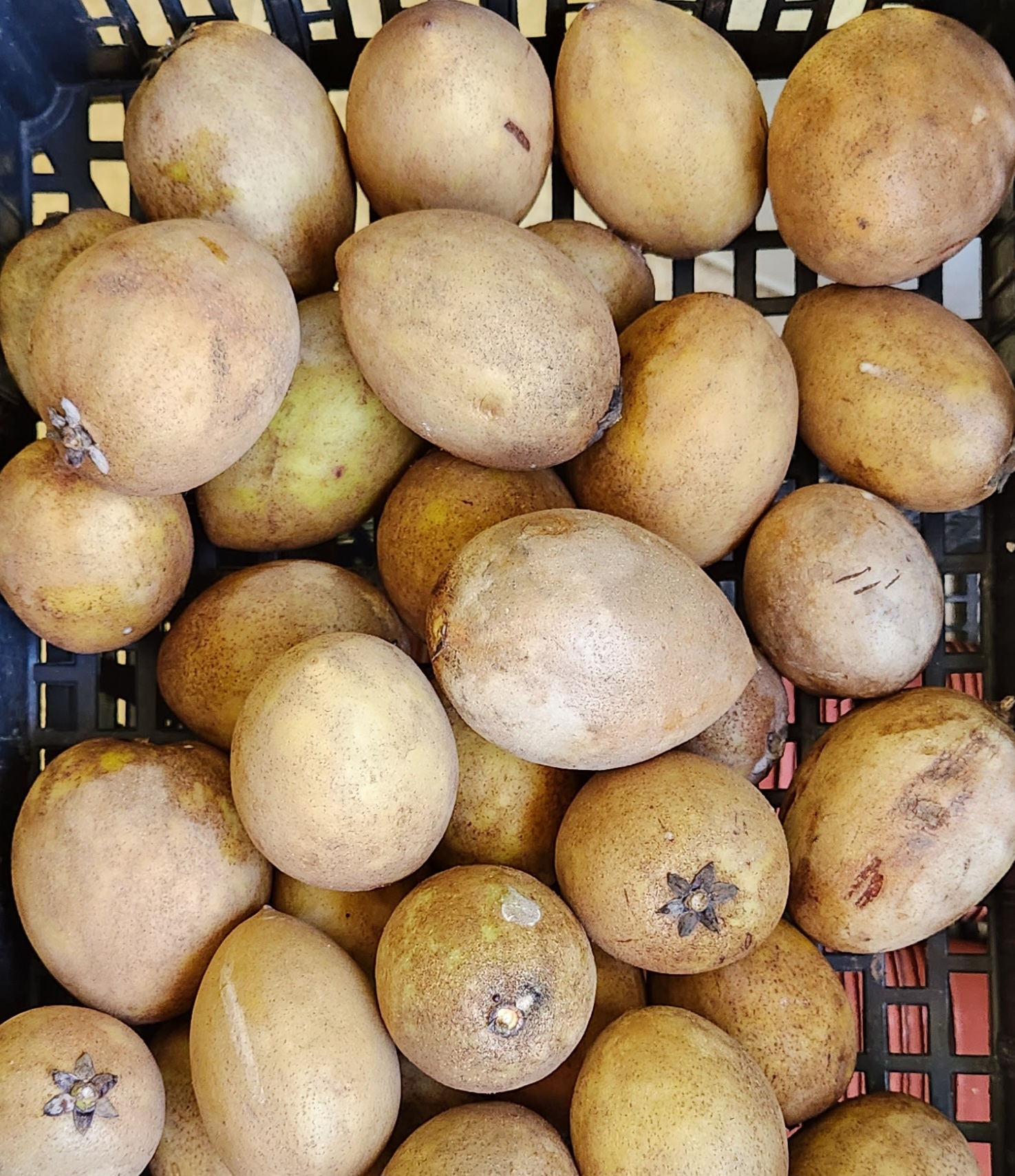 SAPODILLA, NASEBERRY, NISPERO (Manilkara zapota) - variety: sapodilla -mixed varieties