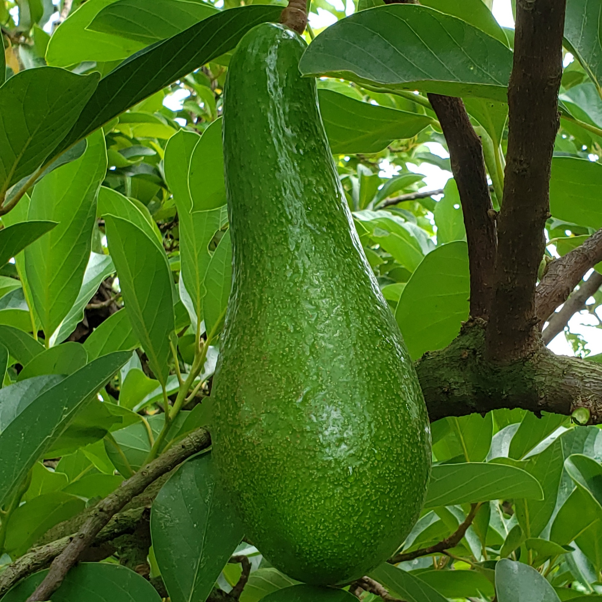 Fruit Variety Picture